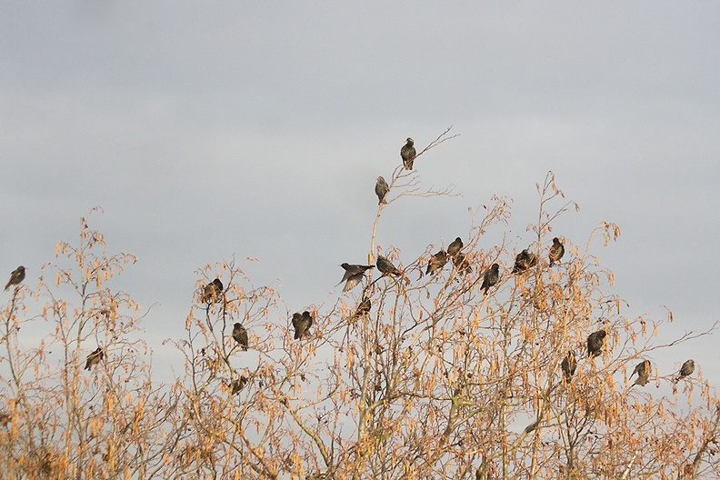 Feb 28 - Starlings.jpg