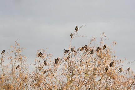 Feb 28 - Starlings