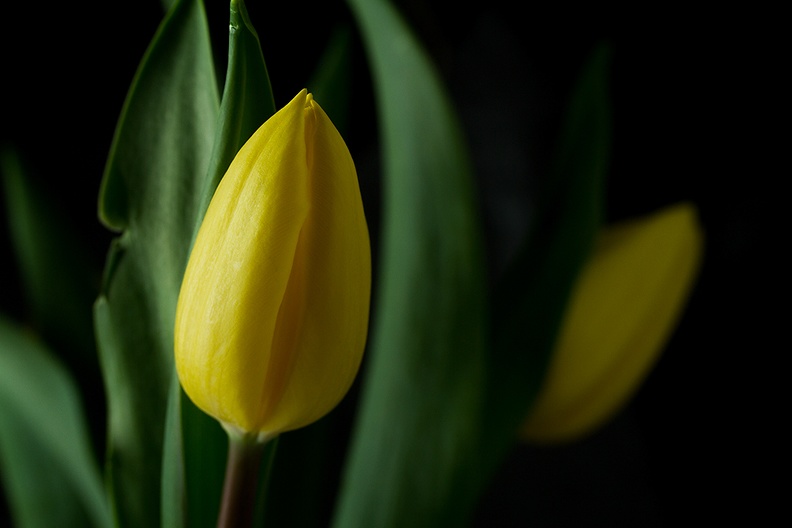 Mar 04 - Yellow tulip.jpg