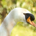 Mar 06 - Portrait of a swan.jpg