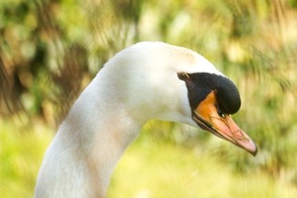 Mar 06 - Portrait of a swan