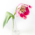 Mar 18 - Tulip
