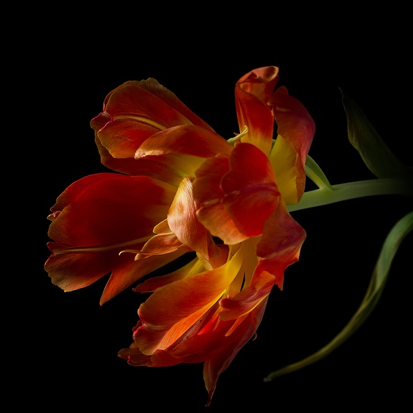 Mar 22 - Sad tulip.jpg