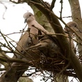 Mar 25 - Doves