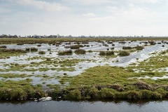 Mar 26 - Wetland