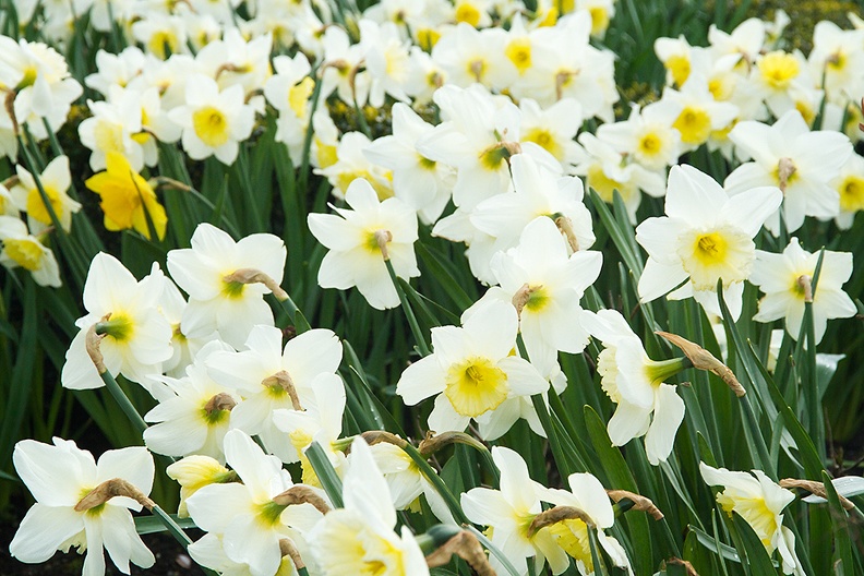 Mar 29 - Daffodils.jpg