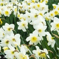 Mar 29 - Daffodils