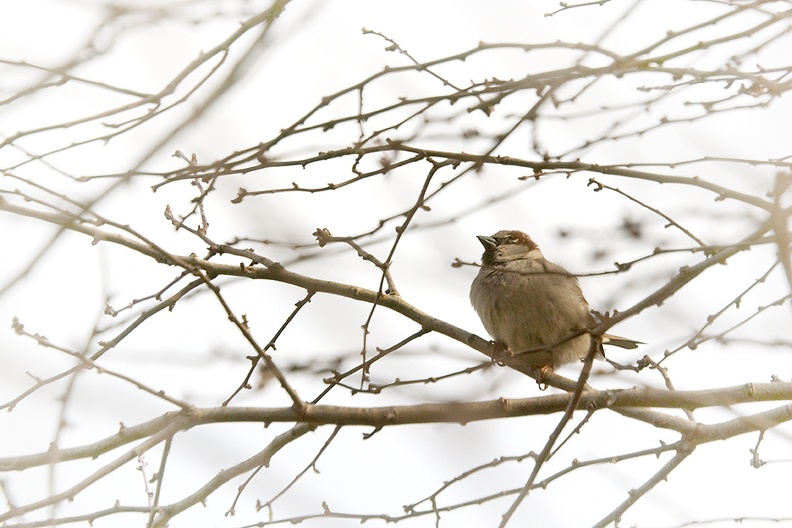 Apr 01 - Sparrow.jpg
