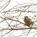 Apr 01 - Sparrow