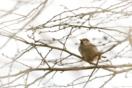 Apr 01 - Sparrow