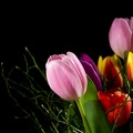Apr 04 - Tulips