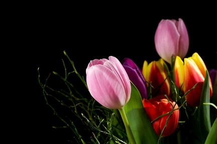Apr 04 - Tulips