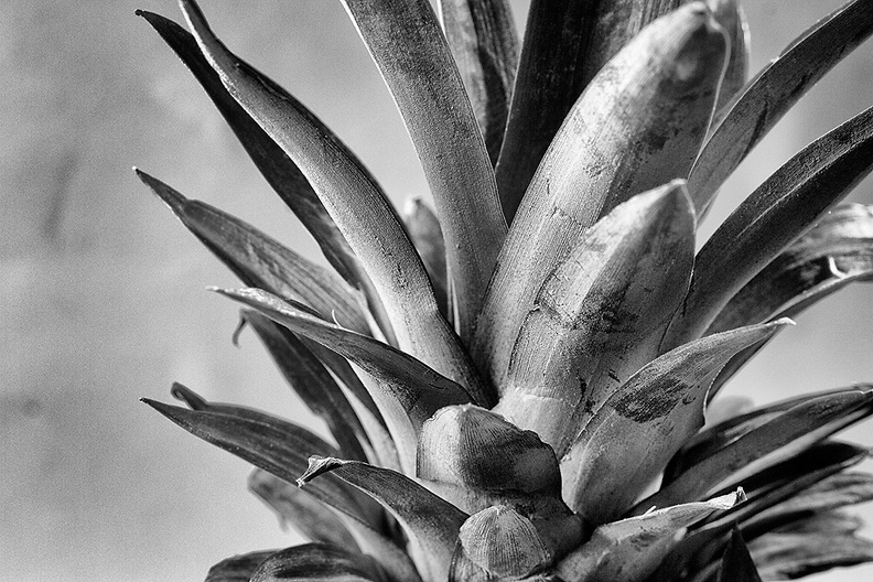 Apr 07 - Pineapple.jpg