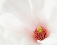 Apr 09 - Magnolia
