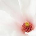 Apr 09 - Magnolia.jpg