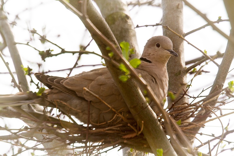 Apr 13 - Collared dove.jpg