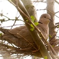 Apr 13 - Collared dove