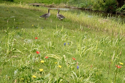 May 02 _ Flowers and geese
