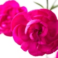 May 13 - Dianthus