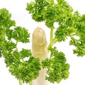 May 15 - Asparagus with parsley.jpg