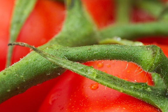 May 22 - Tomato