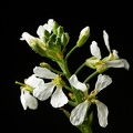 Jun 13 - Radish flowers
