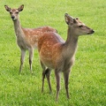 Jun 18 - Deer