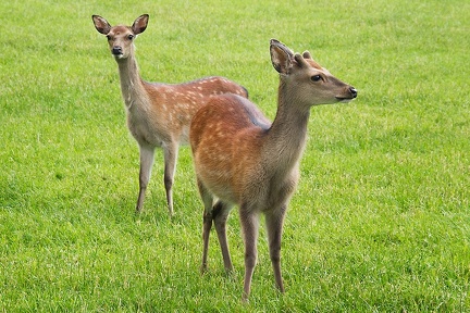 Jun 18 - Deer
