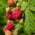 Jun 17 - Raspberries.jpg