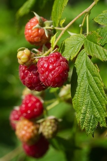 Jun 17 - Raspberries