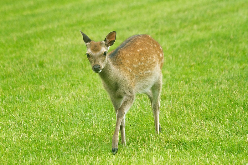 Jun 21 - Bambi.jpg