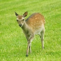 Jun 21 - Bambi