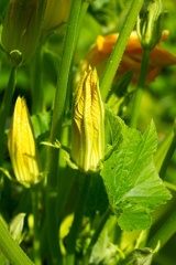 Jun 25 - Zucchini flowers