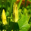 Jun 25 - Zucchini flowers