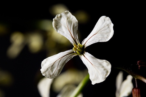 Jun 27 - Rucola flower