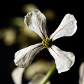 Jun 27 - Rucola flower