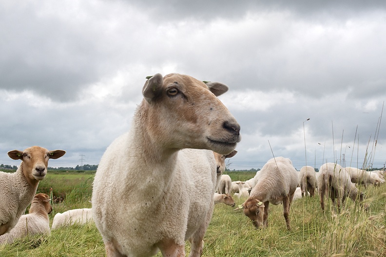 Jun 30 - Sheep.jpg