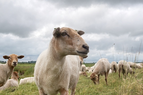 Jun 30 - Sheep