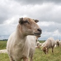 Jun 30 - Sheep