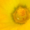 Jul 13 - Zucchini flower II