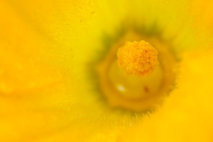 Jul 13 - Zucchini flower II