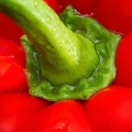 Jul 15 - Bell pepper