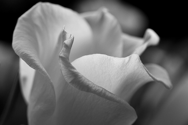 Aug 01 - White flower.jpg