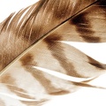 Aug 07 - Feather