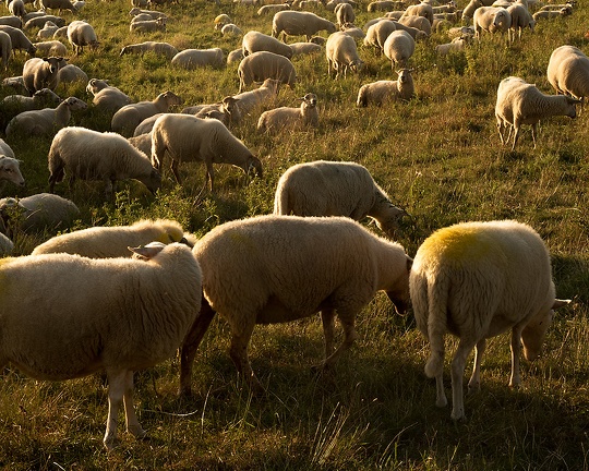 Sep 01 - Counting sheep
