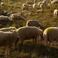 Sep 01 - Counting sheep