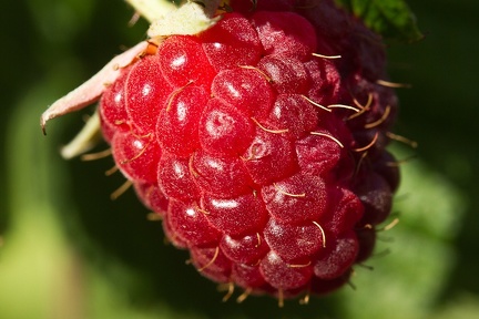 Sep 05 - Raspberry