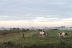 Oct 11 - Walking cows