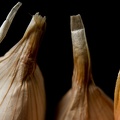 Nov 13 - Garlic.jpg