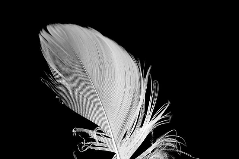 Nov 22 - Old feather.jpg